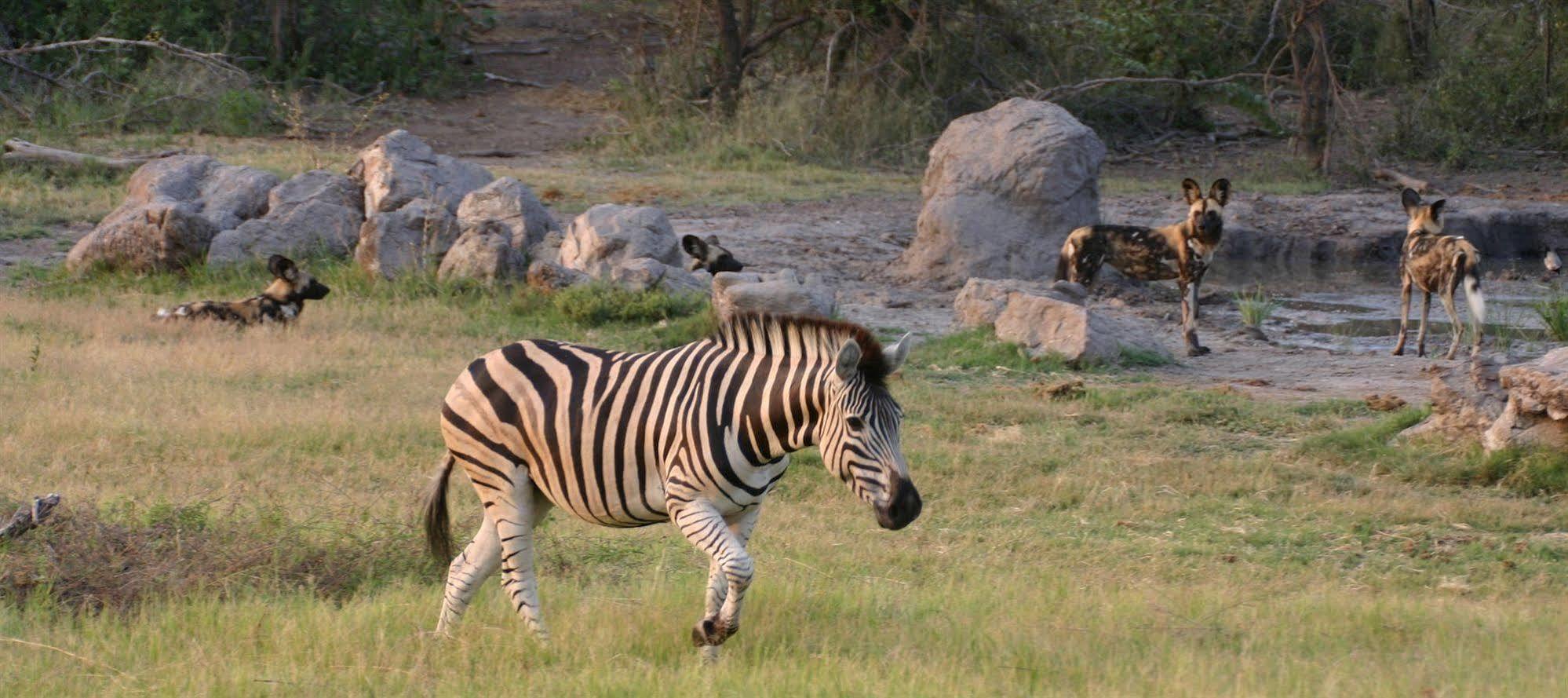 Jamala Madikwe Villa Madikwe Game Reserve Exterior photo
